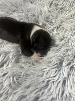 “ Jax ”, a male Italian Greyhound for sale in Norwood, MO – Photo 4 of 8