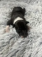 “ Jax ”, a male Italian Greyhound for sale in Norwood, MO – Photo 3 of 8