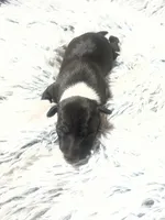 “ Jax ”, a male Italian Greyhound for sale in Norwood, MO – Photo 1 of 8