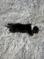 “ Jax ”, a male Italian Greyhound for sale in Norwood, MO – Photo 6 of 8