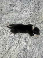 “ Jax ”, a male Italian Greyhound for sale in Norwood, MO – Photo 7 of 8