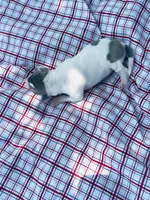 “Benji”, a male Italian Greyhound for sale in Norwood, MO – 4 of 10