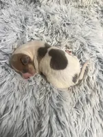 Benji, a male Italian Greyhound for sale in Norwood, MO – 7 of 8