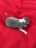 Zeus, a male Italian Greyhound for sale in Norwood, MO – 3 of 6