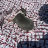Louie, a male Italian Greyhound for sale in Norwood, MO – 6 of 7