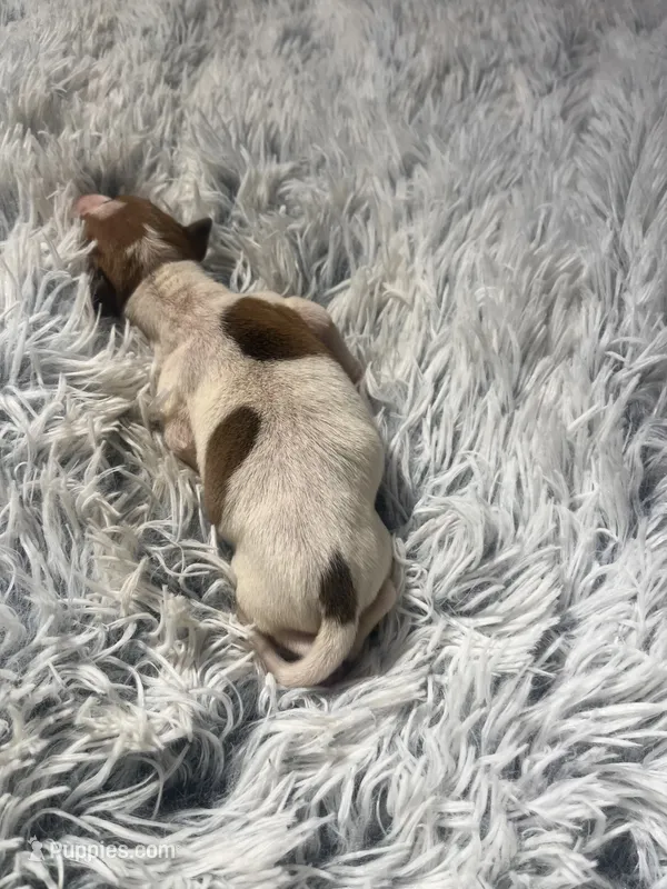 Frankie – Italian Greyhound puppy for sale in Norwood, MO