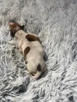 Frankie, a male Italian Greyhound for sale in Norwood, MO – 1 of 8