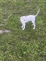“Bingo”, a male Italian Greyhound for sale in Norwood, MO – 9 of 10