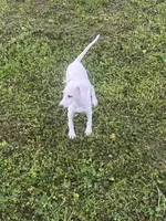 “Bingo”, a male Italian Greyhound for sale in Norwood, MO – 10 of 10