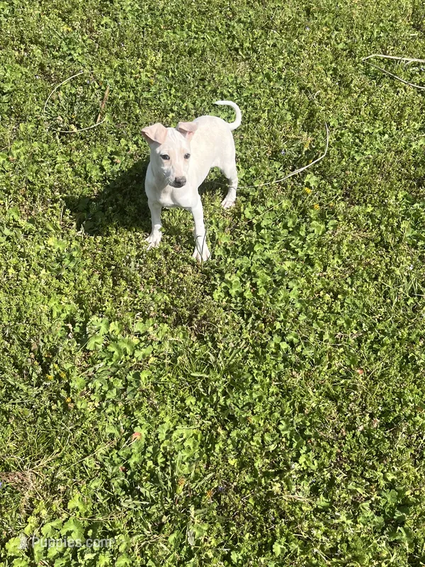 “Bingo” – Italian Greyhound puppy for sale in Norwood, MO