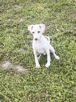 “Bingo”, a male Italian Greyhound for sale in Norwood, MO – 3 of 10