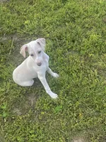 “Bingo”, a male Italian Greyhound for sale in Norwood, MO – 7 of 10