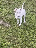 “Bingo”, a male Italian Greyhound for sale in Norwood, MO – 4 of 10
