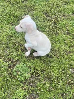 “Bingo”, a male Italian Greyhound for sale in Norwood, MO – Photo 7 of 9