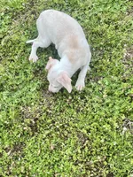 “Bingo”, a male Italian Greyhound for sale in Norwood, MO – Photo 6 of 9