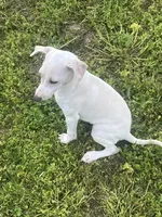“Bingo”, a male Italian Greyhound for sale in Norwood, MO – 5 of 10