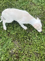 “Bingo”, a male Italian Greyhound for sale in Norwood, MO – Photo 4 of 9