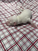 processed/a57ee935-70d6-4347-a04a-67e8d80a004c/listing/5bdb5284-18ad-4b6e-b71a-1db97601cad0/9a82db48-acaf-42ea-8573-223e1c06b425