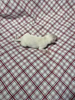 processed/a57ee935-70d6-4347-a04a-67e8d80a004c/listing/5bdb5284-18ad-4b6e-b71a-1db97601cad0/9d39b904-2d82-49c2-9cfb-b4171eae29fb