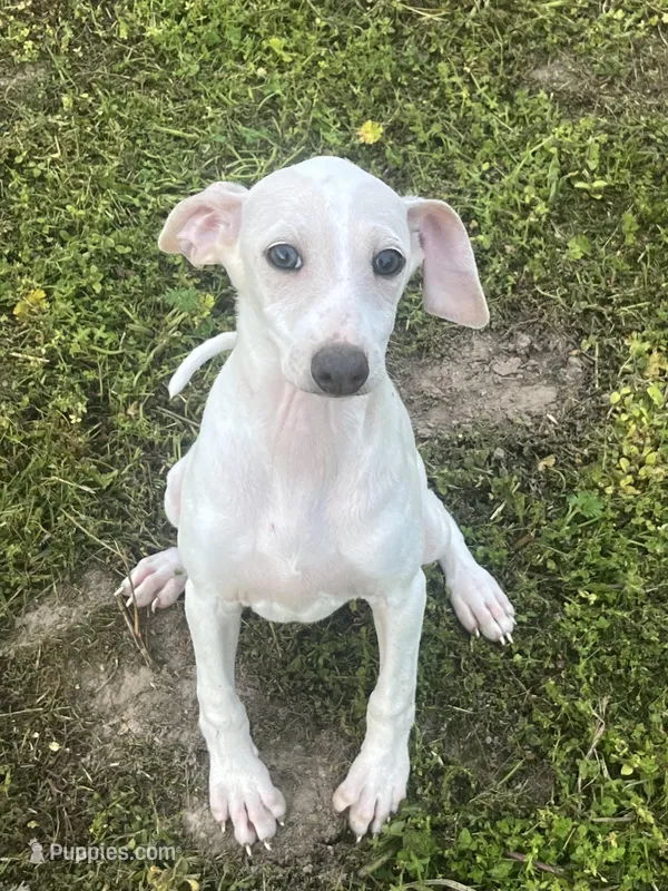 “Bingo” – Italian Greyhound puppy for sale in Norwood, MO