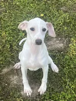 “Bingo”, a male Italian Greyhound for sale in Norwood, MO – 1 of 10