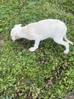 “Bingo”, a male Italian Greyhound for sale in Norwood, MO – Photo 5 of 9