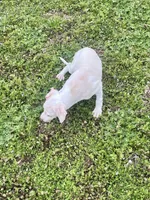 “Bingo”, a male Italian Greyhound for sale in Norwood, MO – Photo 8 of 9