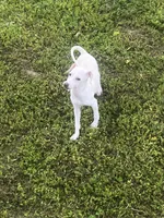 “Bingo”, a male Italian Greyhound for sale in Norwood, MO – 6 of 10