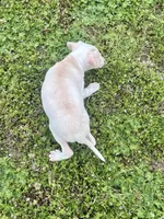 “Bingo”, a male Italian Greyhound for sale in Norwood, MO – Photo 3 of 9