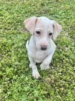 “Bingo”, a male Italian Greyhound for sale in Norwood, MO – Photo 2 of 9