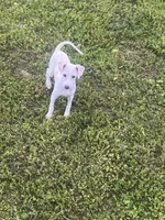 “Bingo”, a male Italian Greyhound for sale in Norwood, MO – 8 of 10