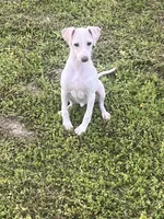 “Bingo”, a male Italian Greyhound for sale in Norwood, MO – 2 of 10