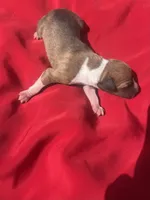 Josie, a female Italian Greyhound for sale in Norwood, MO – 4 of 6