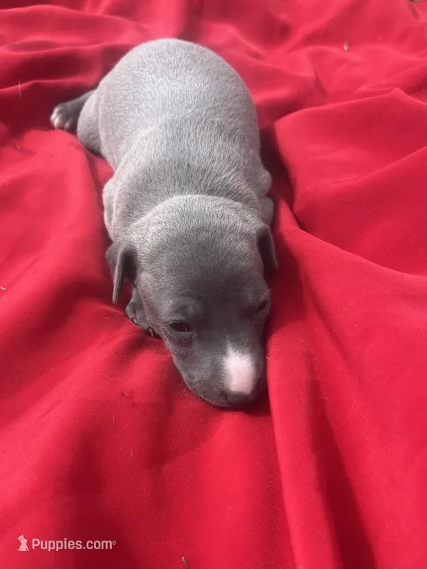 Judd – Italian Greyhound puppy for sale in Norwood, MO
