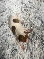 Frankie, a male Italian Greyhound for sale in Norwood, MO – 3 of 8