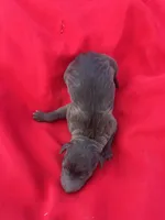 Paulie, a male Italian Greyhound for sale in Norwood, MO – 2 of 5
