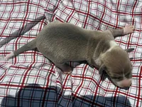 Gage, a male Italian Greyhound for sale in Norwood, MO – 4 of 9