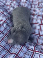 Judd, a male Italian Greyhound for sale in Norwood, MO – 5 of 9