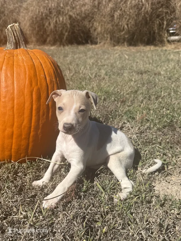 Benji – Italian Greyhound puppy for sale in Norwood, MO