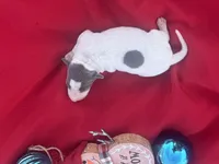 Jake, a male Italian Greyhound for sale in Norwood, MO – 4 of 10