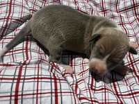 Gage, a male Italian Greyhound for sale in Norwood, MO – 2 of 9