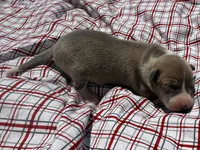 Gage, a male Italian Greyhound for sale in Norwood, MO – 3 of 9