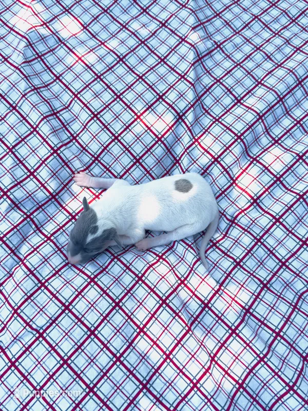“Jace” – Italian Greyhound puppy on hold in Norwood, MO