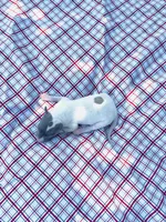 “Jace”, a male Italian Greyhound for sale in Norwood, MO – 1 of 10