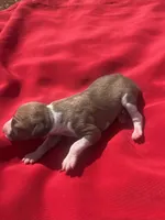 Josie, a female Italian Greyhound for sale in Norwood, MO – 5 of 6