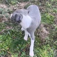 Wanda, a female Italian Greyhound for sale in Norwood, MO – Photo 4 of 10