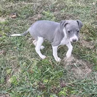 Wanda, a female Italian Greyhound for sale in Norwood, MO – Photo 5 of 10
