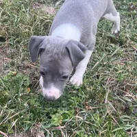 Wanda, a female Italian Greyhound for sale in Norwood, MO – Photo 2 of 10