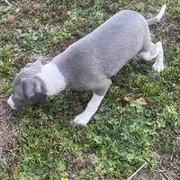 Wanda, a female Italian Greyhound for sale in Norwood, MO – Photo 10 of 10