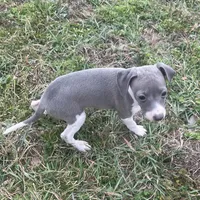 Wanda, a female Italian Greyhound for sale in Norwood, MO – Photo 8 of 10